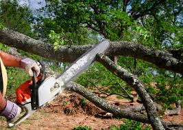 Best Lawn Disease Treatment  in Huntington, WV